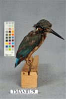 藏品(翠鳥)的圖片